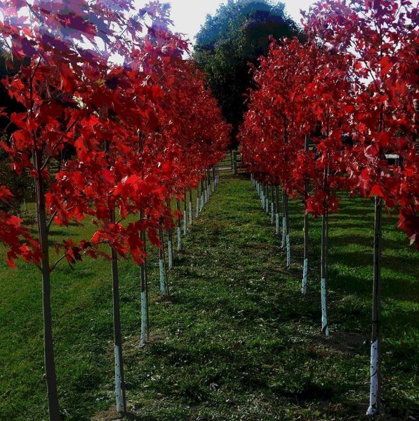 Beech Nursery West