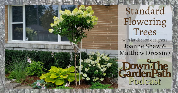 standard flowering trees