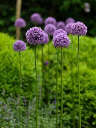 Allium