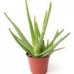 Aloe