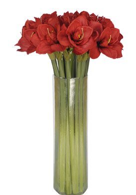 Amaryllis cut flowers