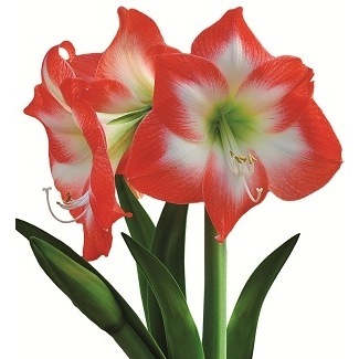 Amaryllis