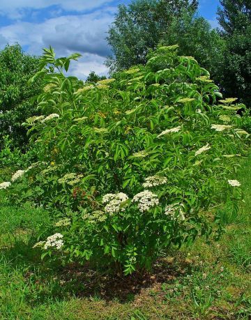 American Elder shrub