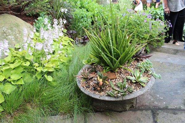 Large succulent containers