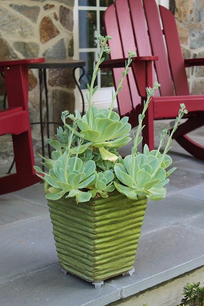 Echeverias in a pot