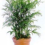 Bamboo Palm purifying air