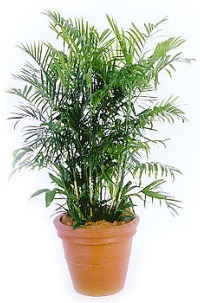 Bamboo Palm
