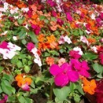 Bed of impatiens