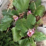 Bergenia in bloom