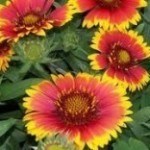 Blanketflower