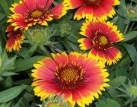 Blanketflower