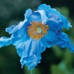 Blue Poppy