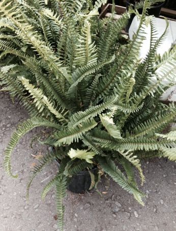 Boston Fern