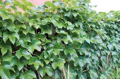Boston Ivy