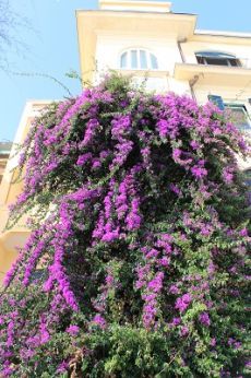 Bougainvillea Italy