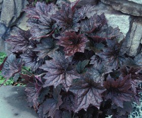 Burgundy Coral Bells - will tolerate part sun but really shine in full sun.