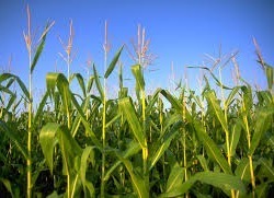 CORN CROP