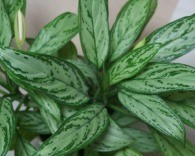 Chinese evergreen