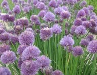 Chives