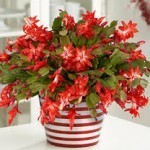 Christmas Cactus