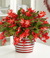Christmas Cactus