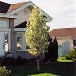 Columnar Siberian Crab Apple