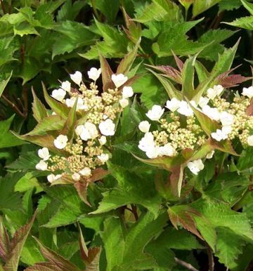 Compact Highbush Cranberry