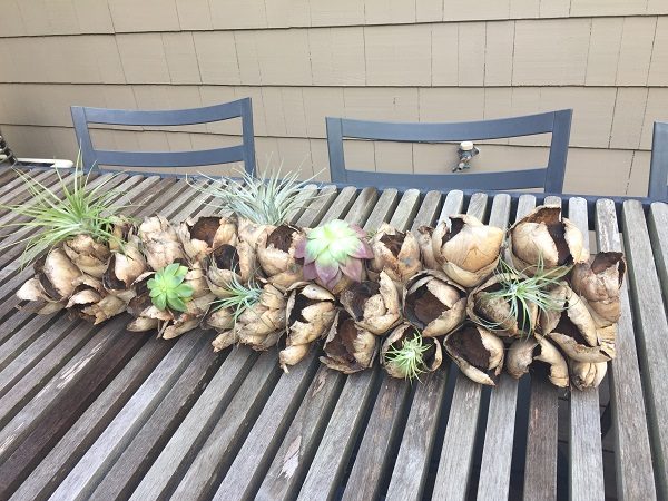 Airplants in table arrangement