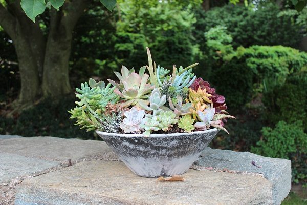 Succulent container at Dumbarton Oaks