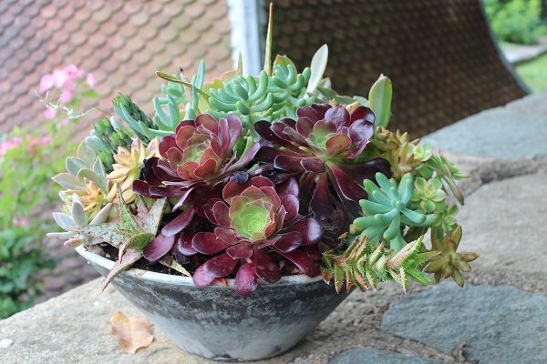 Succulent container at Dumbarton Oaks