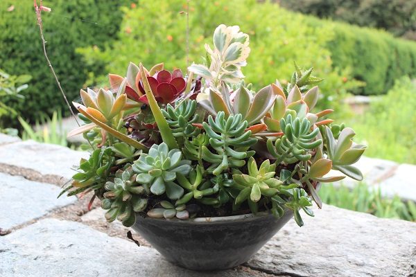 Succulent container at Dumbarton Oaks