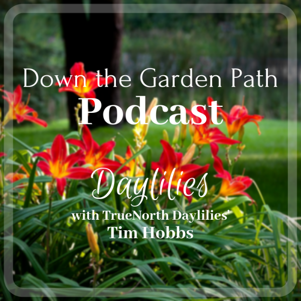 Down the Garden Path Podcast image of daylilies