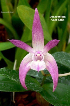 Dendrobium Cam-Ranh