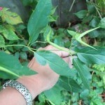 Dog Strangling Vine pods