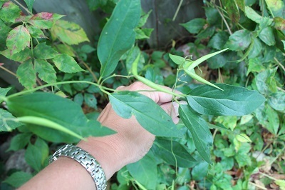 Dog Strangling Vine pods