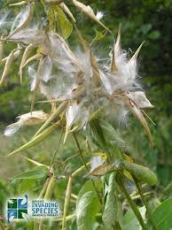 Dog Strangling Vine weed seeds