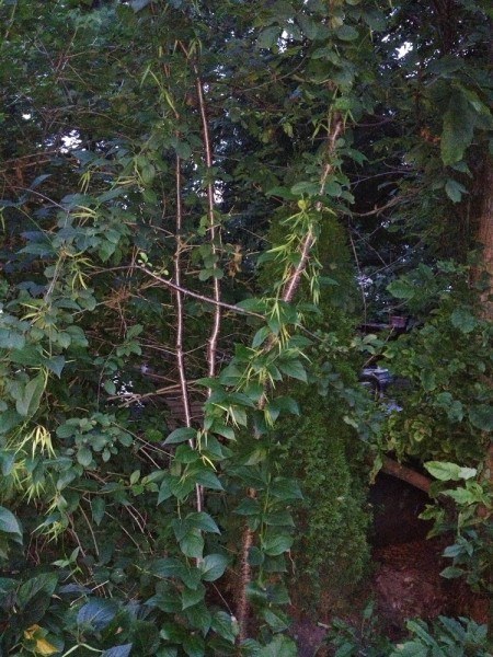 Dog Strangling Vine