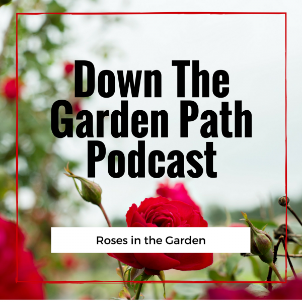 Roses in the Garden 