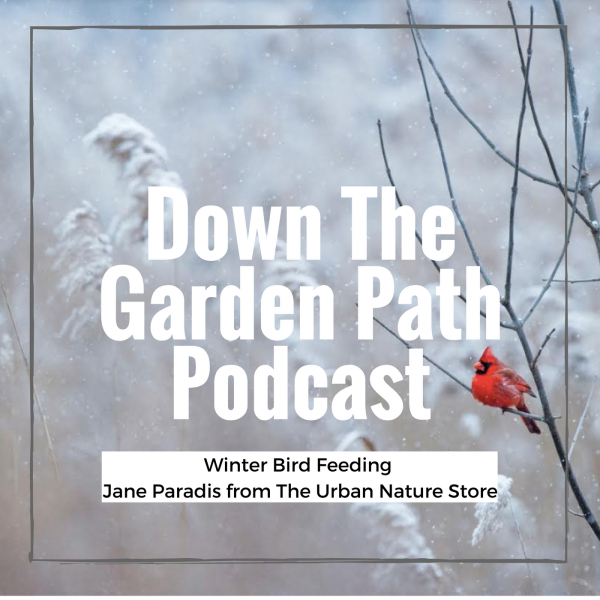 Successful Winter Bird Feeding
