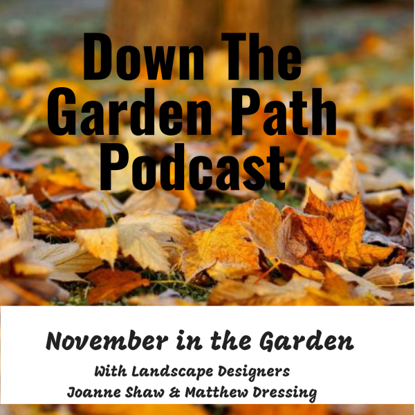 November in the Garden Down The Garden Path November in the Garden