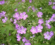 Perennial Geranium