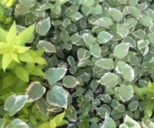 Goutweed