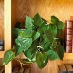 Heart leaf philodendron