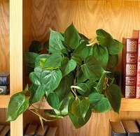 Heart leaf philodendron