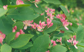 Honeysuckle