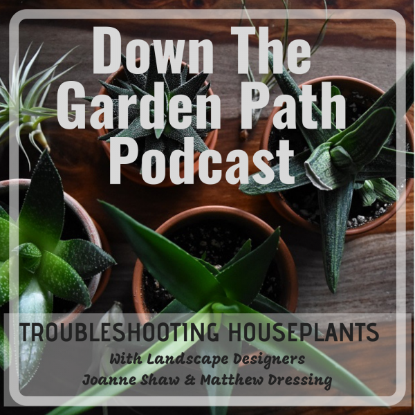 troubleshooting house plants