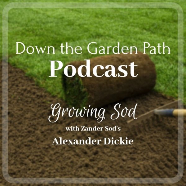 Growing Sod