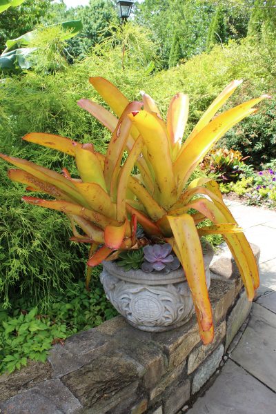 Bold colour in this succulent planter