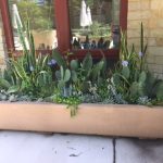 Large succulent planter at Brookside Gardens