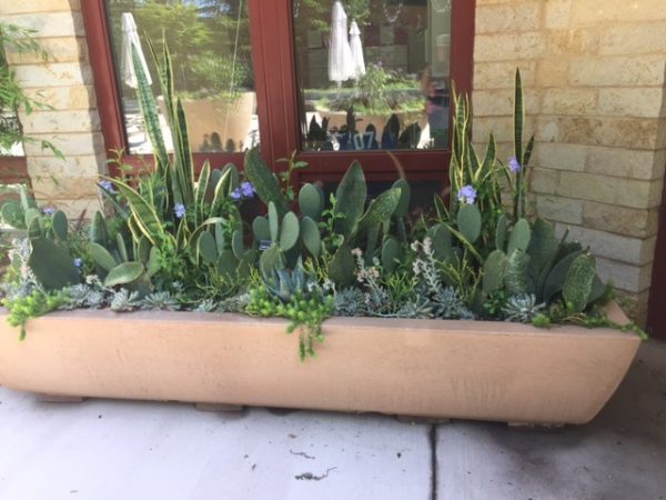 Large succulent planter at Brookside Gardens